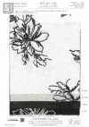 KCL524-D681 Thêu Sợi Gai Vải Bố Canvas