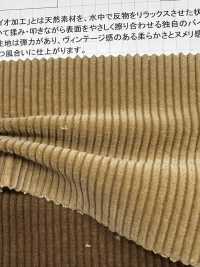 ND7005 Corduroy Công Nghệ Xử Lý Sinh Học Nidom[Vải] Kumoi Beauty Ảnh phụ